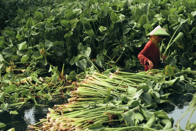 Water hyacinth harvested in Kalimantan